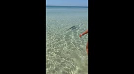 Man catches longnose gar fish washed ashore in Rosemary, Florida, USA