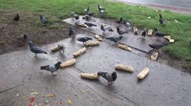 Pigeons have a feast on ciabatta buns on West Cromwell Road in London