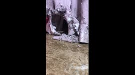 Curious rats peek out from tattered curtain in Jiangsu, China