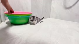 Kitten scared by moving basins in Jiangxi, China