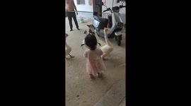 Little girl approaches noisy geese in Jiangsu, China