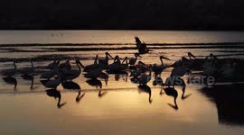 Drone captures natural beauties of bird sanctuary at sunrise, in Ankara