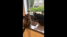 Cats prove they do not need bowls by mastering the art of drinking from a tap