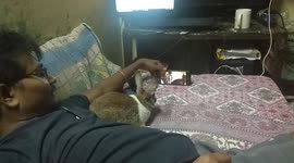 Rabbit vs. Cat Video: Epic Pee-mergency on Friend's Mattress!
