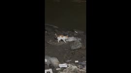 Cat attacks bird while hunting for fish in river