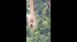 Amazonian Oropendolas Constructs Large Hanging Nest