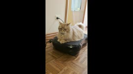 My Cat Likes the Wobble Board