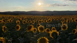 US: Picturesque sunflower fields shine in Maryland’s Frederick County