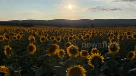 Picturesque sunflower fields shine in Maryland’s Frederick County