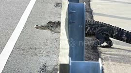 US: Alligator Lumbers Across Causeway in South Carolina