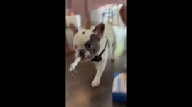 Playful French Bulldog enjoys birthday party pipe in Decatur, USA