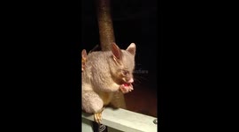 Mother possum with baby on porch railings in New South Wales, Australia