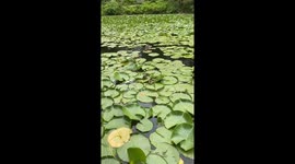 Chickens walk across waterlilies at Botanical Garden in Vancouver, Canada