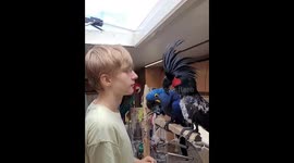 Palm cockatoo playfully taps hyacinth macaw during kiss in Moscow, Russia