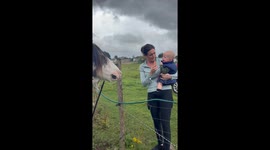 Baby bursts into laughter while feeding horse in Kent, England, UK