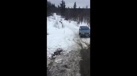 Moose chases dogs in snowy Homer, Alaska, USA