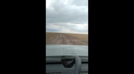 Saiga antelope herd crosses road in Derzhavinsk, Kazakhstan