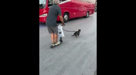 Dachshund pulls man on scooter in Lefkada, Greece