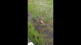 French bulldog plays in flooded rice field in Bangkok, Thailand