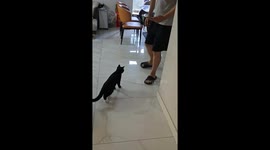 Naughty black cat playfully attacks owner in Hebei, China
