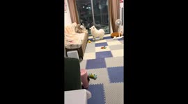 Naughty dogs playing on the sofa in Henan, China