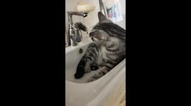 Curious cat plays with faucet in sink in Anhui, China