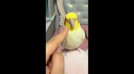 Cockatiel makes funny sounds when touched in Jilin, China