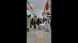 Skateboarding Samoyed amazes crowd in Jiangxi, China