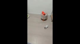 Hamster playfully chases cat around the room in Shanghai, China