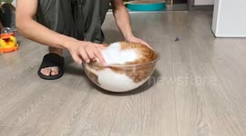 Cat spins on bowl like a carousel in Hebei, China