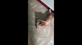 Dog covers ears while owner sings in Pampanga, Philippines