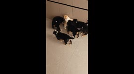 Puppies crowd around a cat for cuddles in Liaoning, China