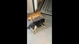 Two dogs move in perfect sync in Guangxi, China
