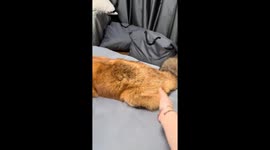 Playful fox enjoys interaction on the bed in Fujian, China