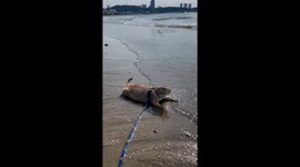 Prairie Dog Goes for a Swim