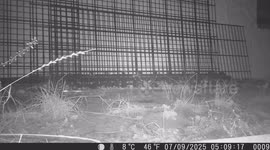 Marten caught on trail camera at night in the garden