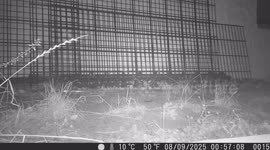 Marten caught on trail camera at night in the garden