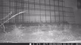Marten caught on trail camera at night in the garden