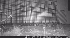 Marten caught on trail camera at night in the garden