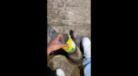 Helping Remove a Can From a Stray Cat