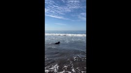 Dog Meets a Seal at the Beach