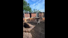Pack leader calmly breaks up barking match between dogs