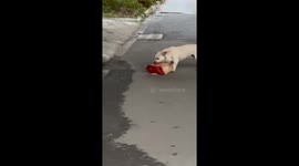 Puppy Steals the Takeoff