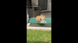 Shiba Inu relaxes and barks playfully outdoors in Austin, Texas, USA