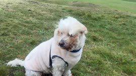 Witness Charlie, the fearless Cockapoo, bravely facing the strong winds at Fistral Bay, Cornwall as a Yellow Weather Warning approaches. See his hilarious struggle against the gusts!