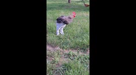 Peter the Rooster Runs in His Pants