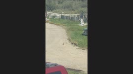 Bunny and Magpie Meet and Greet