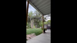 Huge Tree Falls in Utah Backyard