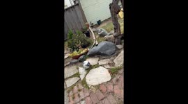 Rescuing a Dog Stuck in Metal Fencing