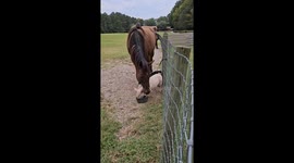 Horse vs Piglet at the Food Bowl